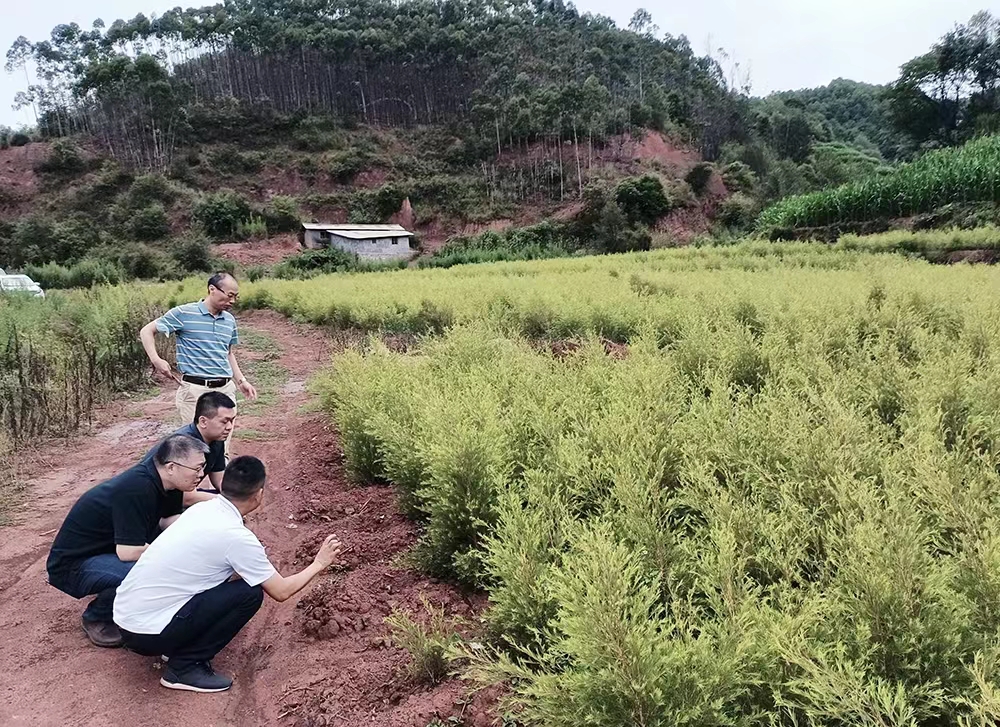 調研組參觀芳香峽谷種植基地.jpg